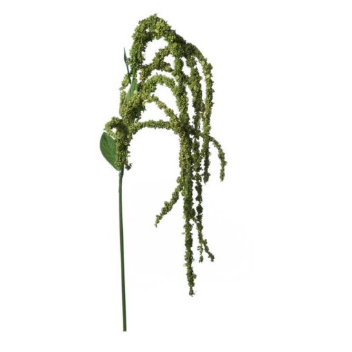 ענף זנב שועל-ירוק של חברת דקל