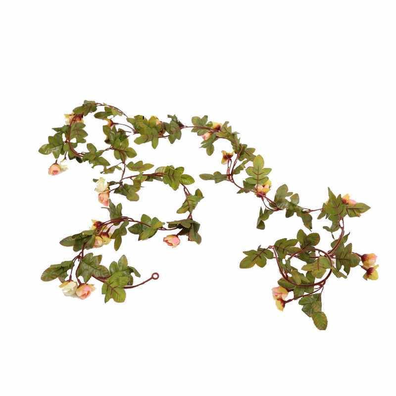 גרלנדה ורדים ענתיק מיני-קרם/אפרסק של חברת דקל