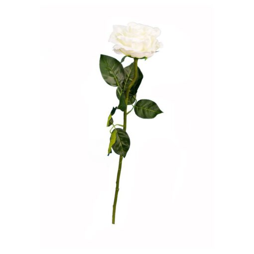 ענף ורד קטיפה פתוח-קרם של חברת דקל
