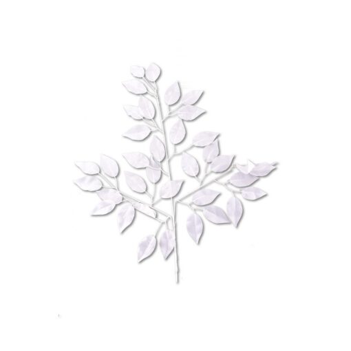 ענף פיקוס בינימינה לבן של חברת דקל